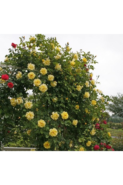 Троянда Голден Гейт - використання в ландшафтному дизайні